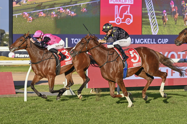 Elamaz (IRE) wins a stakes race on his Australian debut -image Bradley Photography