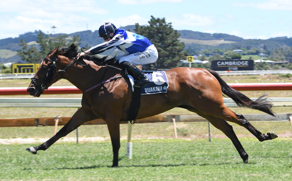 Electron stretching out to win the Stella Artois 1500 Qualifying Race (1600m) at Ruakaka on Wednesday.   Photo: Therese Davis (Race Images) 