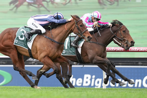 Former Kiwi Elsie May drives through under Luke Campbell to score at Sandown Photo: Scott Barbour (Racing Photos)