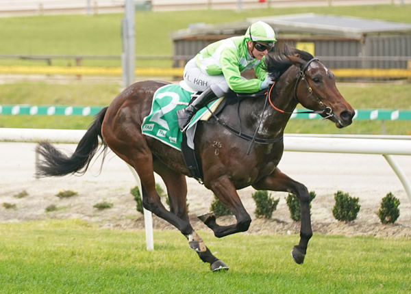 Elusive Express will contest the G2 Thousand Guineas Prelude (1400m) at Caulfield on Saturday. Photo: Scott Barbour (Racing Photos)