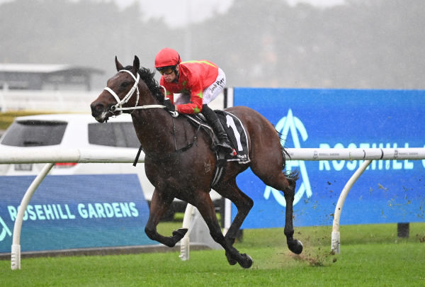 $1million yearling purchase Emirate might have the x factor - image Steve Hart