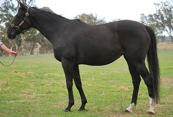 Empress Ali fetched $220,000 to top the sale