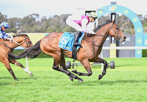 Enamorada scores easily at Sandown - image Pat Scala / Racing Photos 