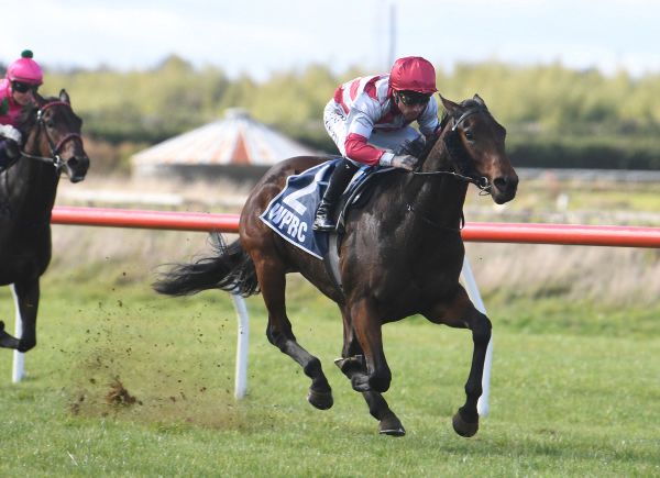 Endued winning at Woodville on Friday.  Photo: Peter Rubery (Race Images Palmerston North)