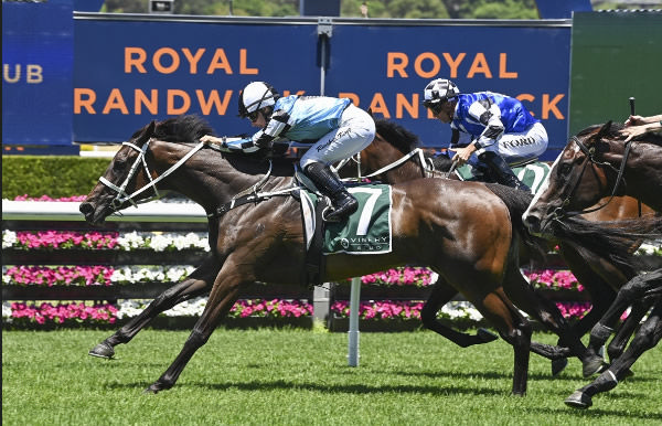 Endure gets the cash at Randwick on Boxing Day - image Bradley Photography