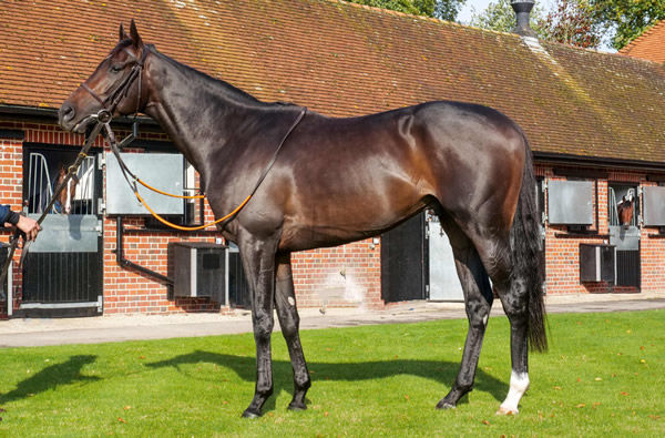 English King sold for 925,000 guineas
