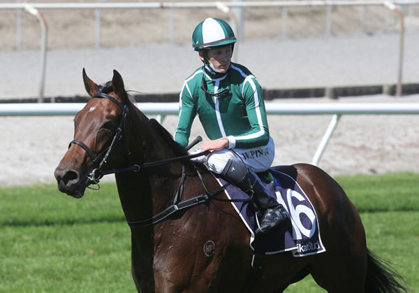 Enraptured was victorious on debut at Matamata on Wednesday. Photo: Trish Dunell