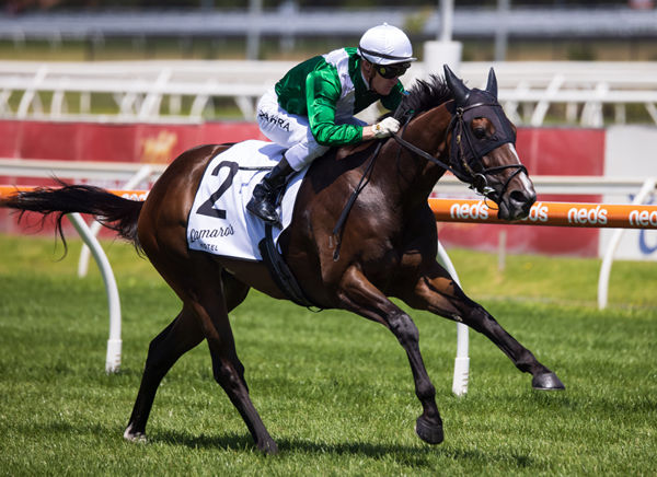 Enthaar wins the G3 Chairman's Stakes in a breeze - image Grant Courtney.