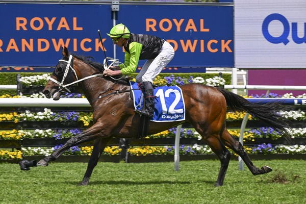 Equerry won at Randwick on Cup Day - image Bradley Photos