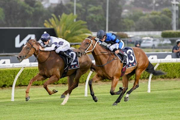 Ernaux looms up to win at Canterbury  - image Bradley Photos