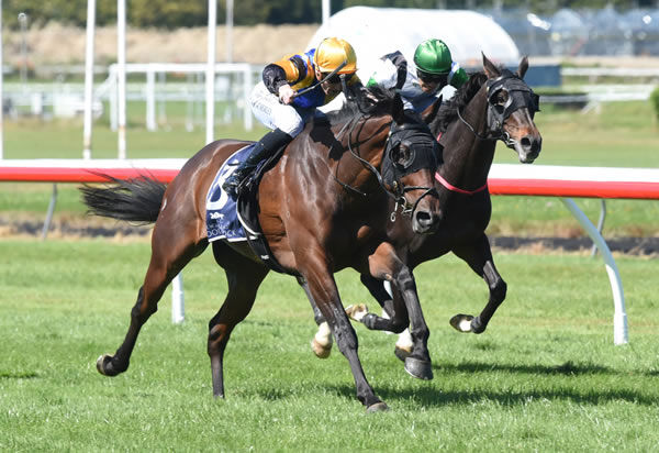 Ess Vee Are comes with an irresistible run to win the Listed Barneswood Farm New Zealand St Leger (2600m) Photo: Race Images – Peter Rubery