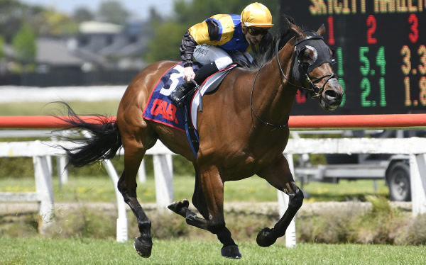 Ess Vee Are winning at Te Rapa on Monday.  Photo: Kenton Wright (Race Images)