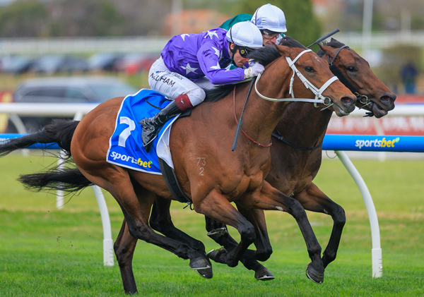 Estremo win the G3 Caulfeld Guineas Prelude - image Grant Courtney