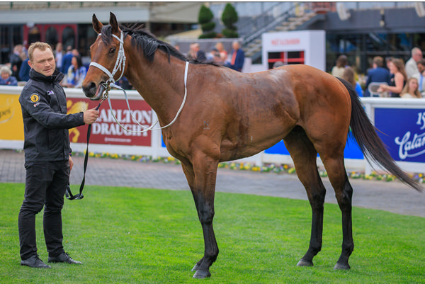 Estremo is now a valuable colt - image Grant Courtney