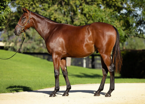 Estremo was a $230,000 Inglis Easter purchase. 