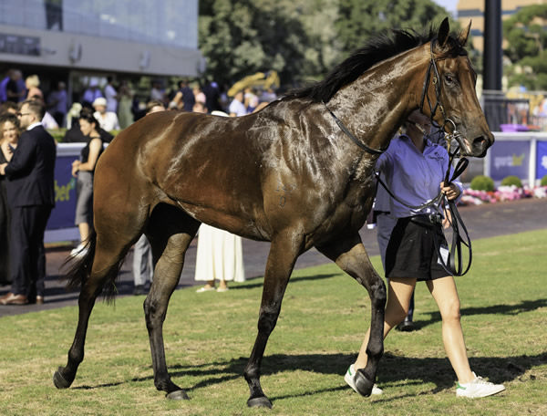 Estriella is a valuable filly - image Grant Courtney