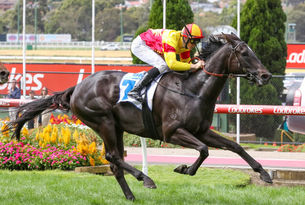 Eternal Flame wins Gr.2 Sunline Stakes at The Valley. Photo: Bruno Cannatelli