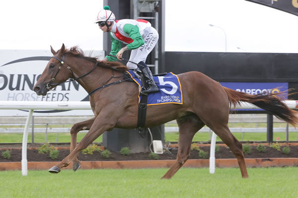 Ethereal Star will contest the Gr.1 Sistema Stakes (1200m) at Pukekohe on Saturday. Photo: Trish Dunell