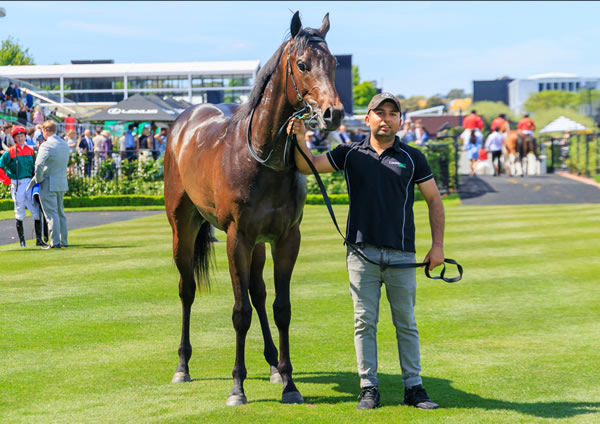Eurocanto was a $250,000 Magic Millions purchase - image Grant Courtney