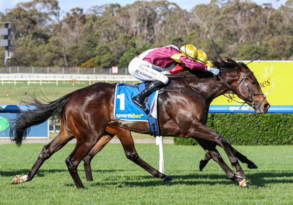 Evaporate scored a gallant victory in Saturday’s Gr.3 Sandown Stakes (1500m). Photo: Bruno Cannatelli
