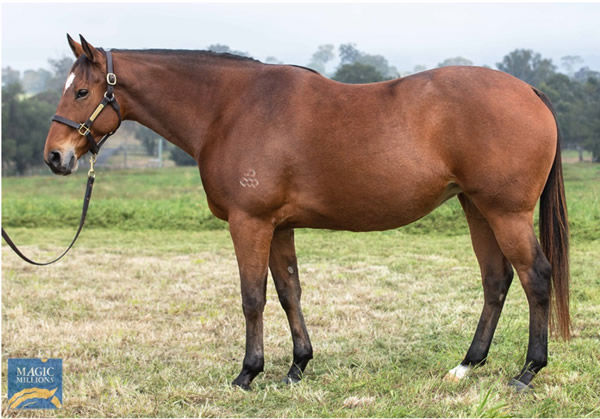 Lot 1255 - Everyday Lady is the only stakes-winning mare by Charge Forward in the sale.