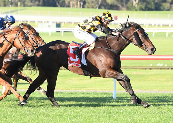 Exceldia will contest the Allan Wicks Handicap (1400m) at Caulfield on Boxing Day. Photo: Pat Scala (Racing Photos)