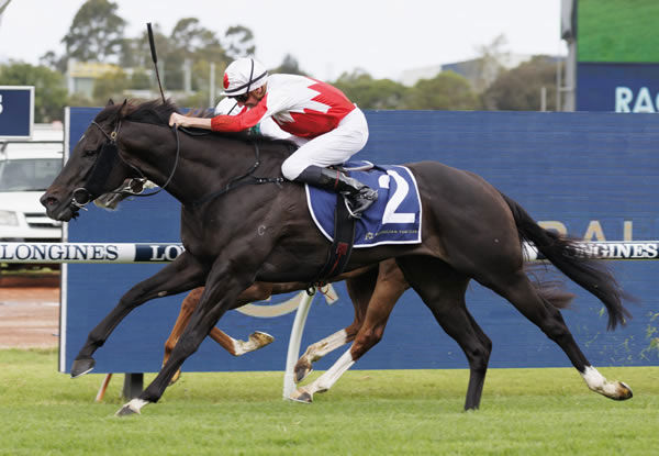 Excelladus started the ball rolling with an easy Rosehill victory - image Steve Hart
