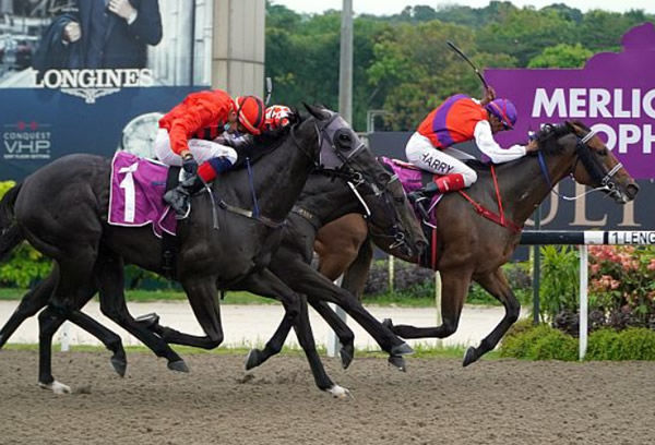 Excelling wins the Sng G2 Merlion Trophy - image Singapore Turf Club