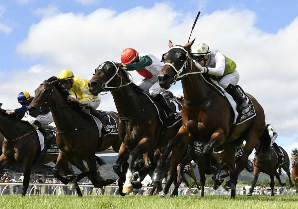 Express Yourself (inside) will campaign in Melbourne this spring.  Photo: Peter Rubery (Race Images Palmerston North)