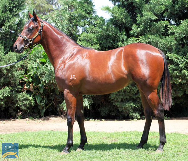 Extremaarty a $220,000 Magic Millions yearling