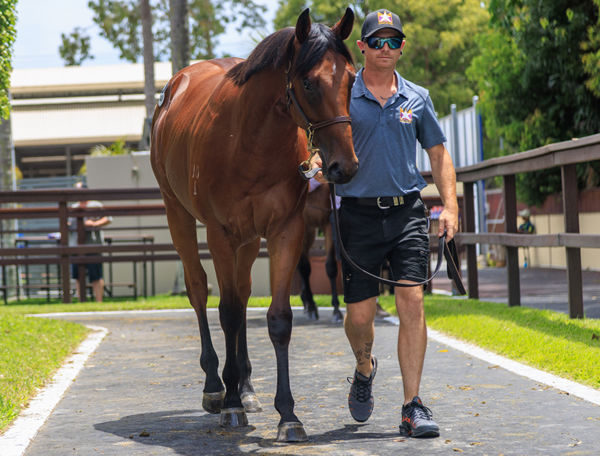 $1million Extreme Choice colt from Sweet Bouquet  - image Grant Couytney 