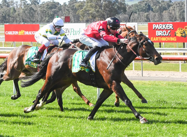 Exuma gets the cash at Seymour - image Brett Holburt / Racing Photos