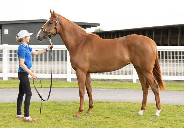 The half-sister to G1 Victoria Derby winner Manzoice.