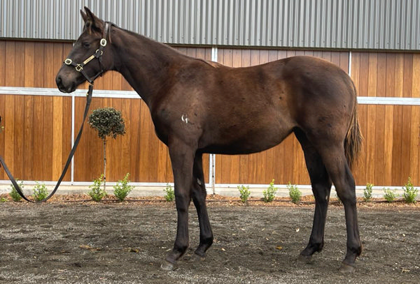 $265,000 Wootton Bassett filly from Elegant D'oro.