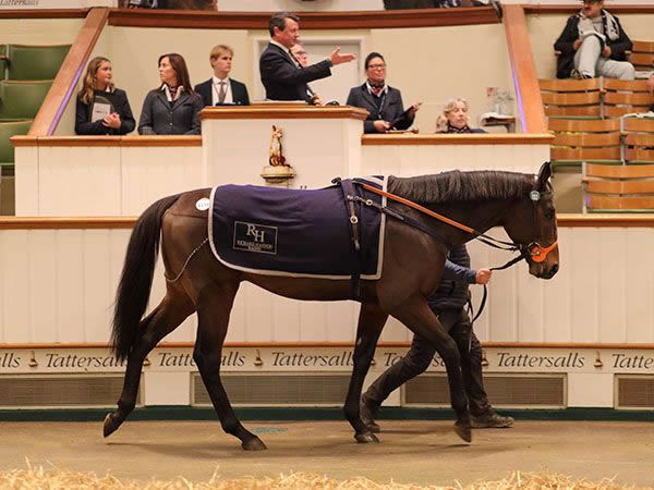 Blandford Bloodstock / Annabel Neasham Racing purchased Fancy Man for 675,000 guineas, the second highest priced horse of the sale.