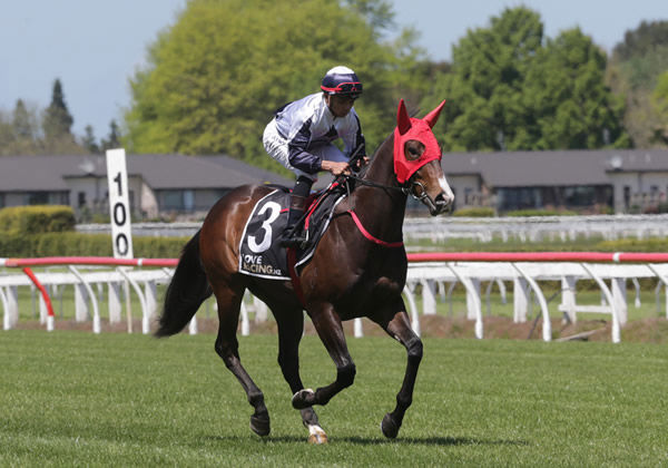 Farravallo will contest the Pukekohe Traders 1100 on Boxing Day. Photo: Trish Dunell