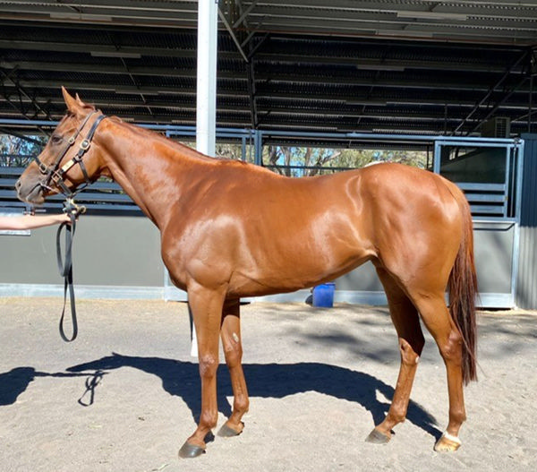 Fast Star topped the sale at $205,000.