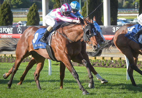 Fast Witness arrives on the line to win at Moonee Valley - image Reg Ryan/ Racing Photos 