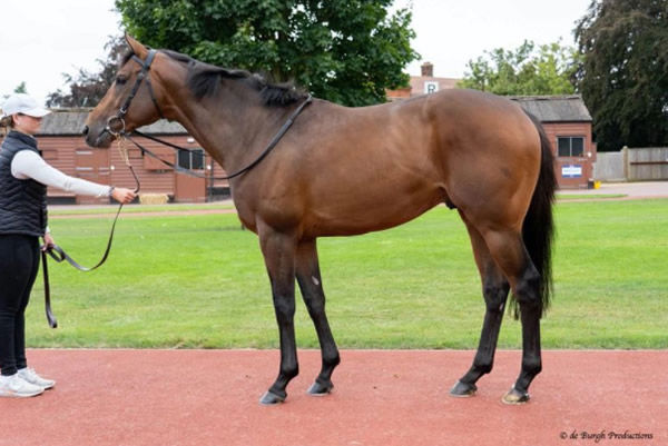 Father's Day was bought for $80,000 guineas, click to see his page.