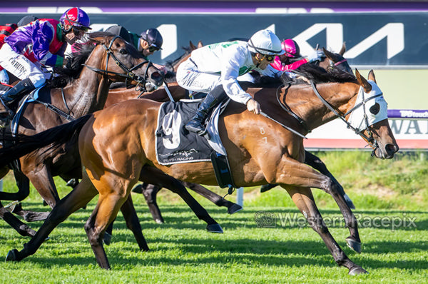 Fear the wins scores an unlikely stakes win - image Western Racepix