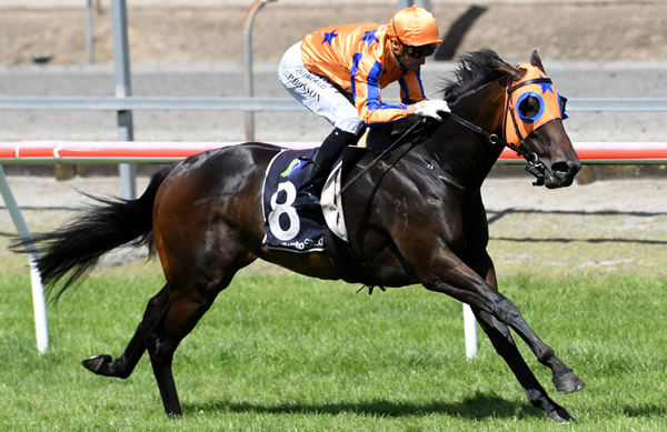 Felicienne headed home a Te Akau quinella in the Congratulations Hong Kong Bound Jamie Richards Maiden (1400m) at Matamata on Thursday. Photo: Kenton Wright (Race Images)