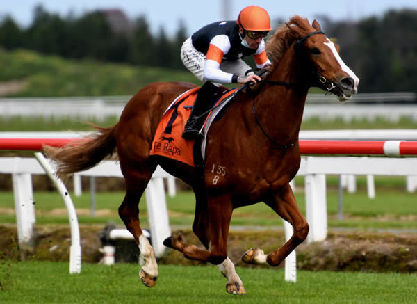 Gr.1 Al Basti Equiworld Dubai New Zealand 2000 Guineas (1600m) contender Field of Gold. Photo: Kenton Wright (Race Images)