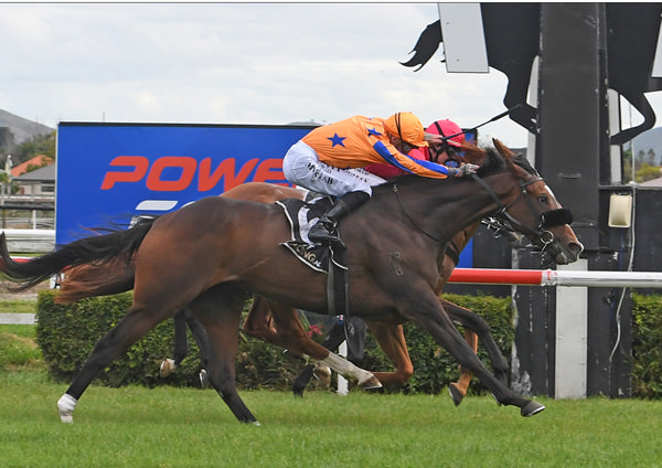 Fierce Flight gets in the deciding stride to win the Listed Power Farming Hawke’s Bay Cup (2200m) Photo: Race Images – Peter Rubery