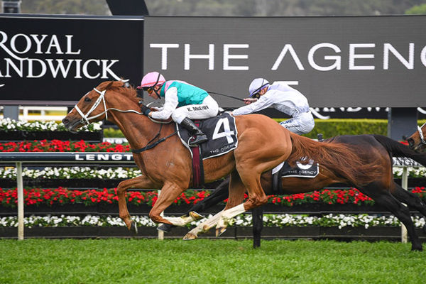 Finche the horse to beat in the Melbourne Cup - image Steve Hart