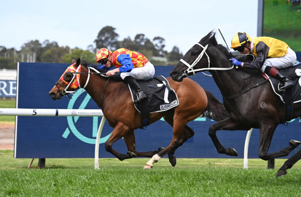 Firestorm (NZ)  scores at Rosehill - image Steve Hart