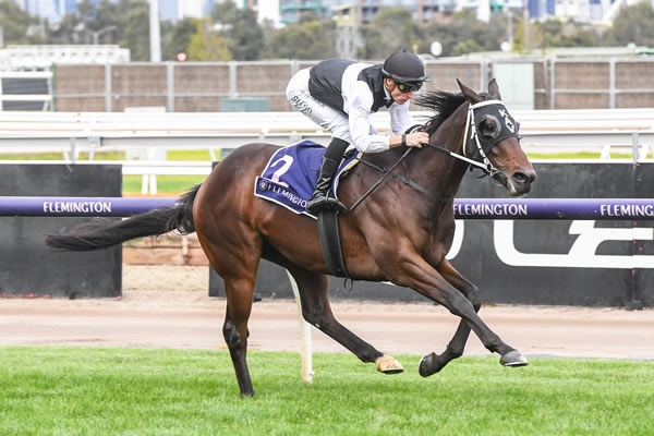 First Immortal wins at Flemington - image Brett Holburt / Racing Photos