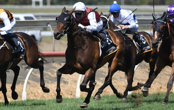 First innings on his way to winning at Pukekohe on Wednesday.  Photo: Kenton Wright (Race Images)
