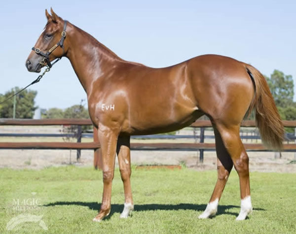 Fituese as a yearling