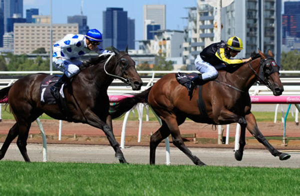 Flippant wins the G3 France Tressady Stakes at Flemington - image Grant Courtney