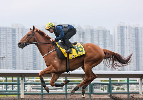 Flying Ace will contest the Gr.1 LONGINES Hong Kong Sprint (1200m) at Sha Tin on Sunday.   Photo: Hong Kong Jockey Club